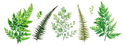 Illustration Of Grave Digger Wild Herb Design Vector Wild Herb