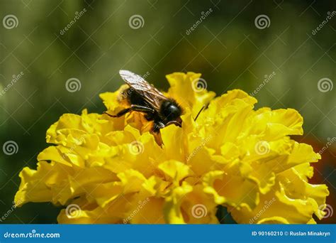 Flor Alaranjada Amarela Do Campo Uma Abelha Foto De Stock Imagem