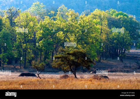 Madhya Pradesh Landscape Hi Res Stock Photography And Images Alamy