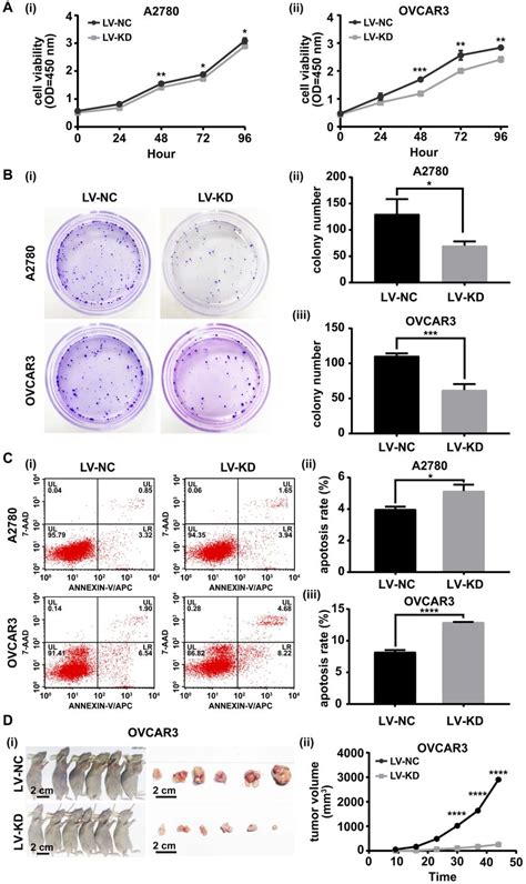 Knockdown Of SNHG25 Inhibits Ovarian Cancer Cell Proliferation In Vitro