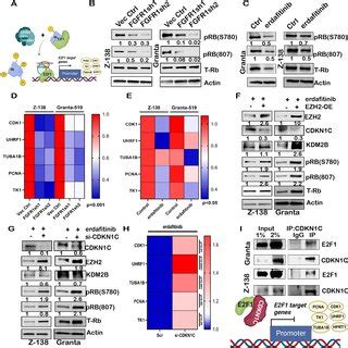 CDKN1C upregulation halts the transactivation of E2F1 target genes in ... 