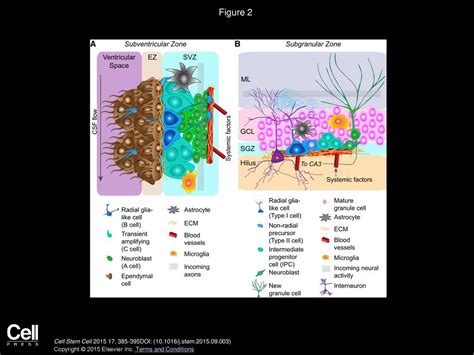 Adult Mammalian Neural Stem Cells And Neurogenesis Five Decades Later