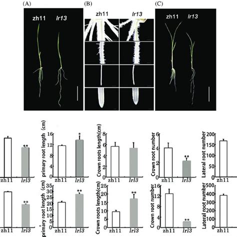 Identification And Analysis Of The Phenotype Of The Wild Type Plant And