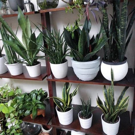 ¿Cómo cuidar las suculentas en el interior de tu hogar? - Succulent Avenue