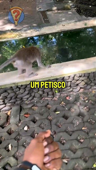 🍕 Esse Macaco Escolheu O Presente Misterioso E Isso Aconteceu ⭕️