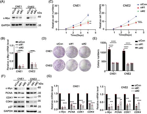 Knock Down C Myc Inhibits Npc Cells Proliferation A B The Knockdown