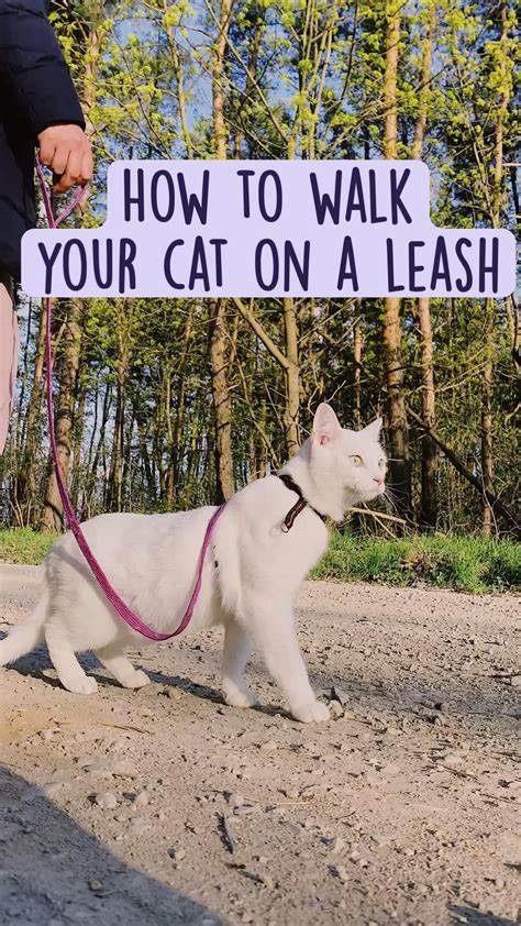 How To Train Your Cat To Walk On A Leash Step By Step Artofit