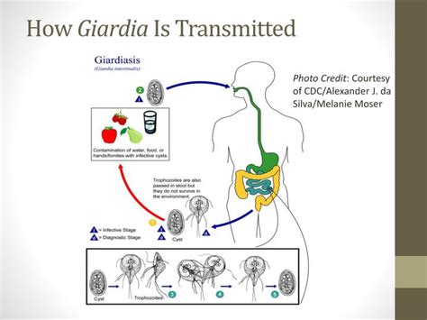 Ppt Giardia Powerpoint Presentation Id5537262