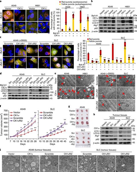 Ck Induces Autophagic Flux And Exhibits A Tumour Suppressive