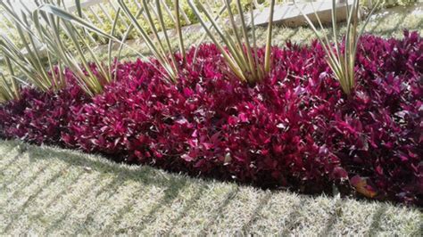 Planta Kit Mudas Lambari Roxo Jardim Vertical Sem Juros Frete Gr Tis