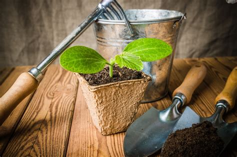 Zucchini Seedlings » Tips on Tricky Babies