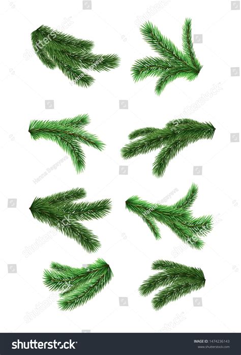 Set Vector Realistic Detailed Fir Branches Stock Vector Royalty Free