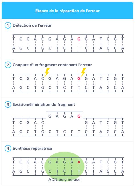 Mutations De Ladn Et Variabilit G N Tique Re Cours Svt Kartable