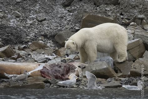 Polar Bear And Prey Ursus Maritimus Svalbard Archipeligo Flickr