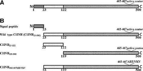 The Schematic Representation Of The C Esterase Inhibitor C Inh