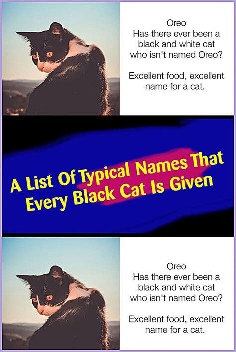 A list of typical names that every black cat is given – Artofit