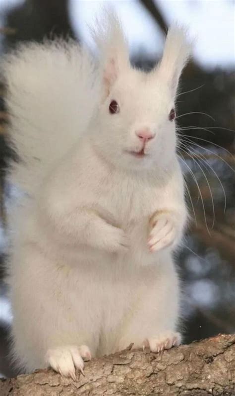 Rare albino squirrel is photographed – Artofit