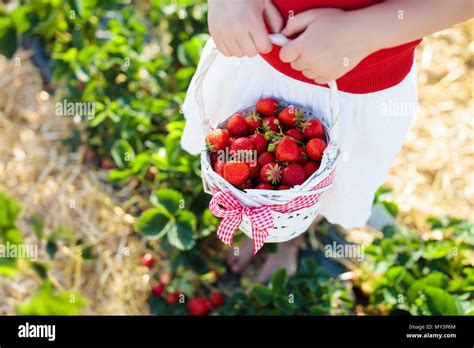 Pick Strawberries Day