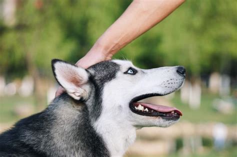 How To Take Care Of A Siberian Husky Care And Training Guide