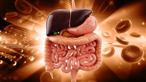 Vésicule biliaire anatomie rôle pathologies