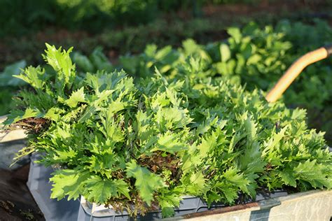 Ferme semencière Octobre Récoltes Agrosemens