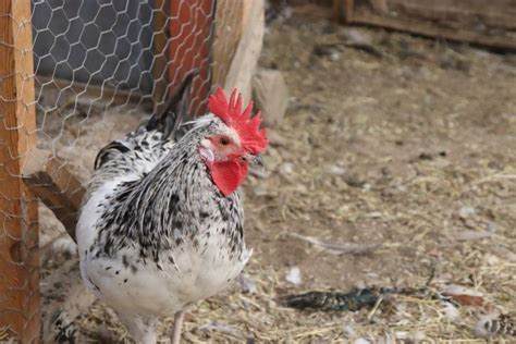 Wyandotte Chickens Breed Profile And Care