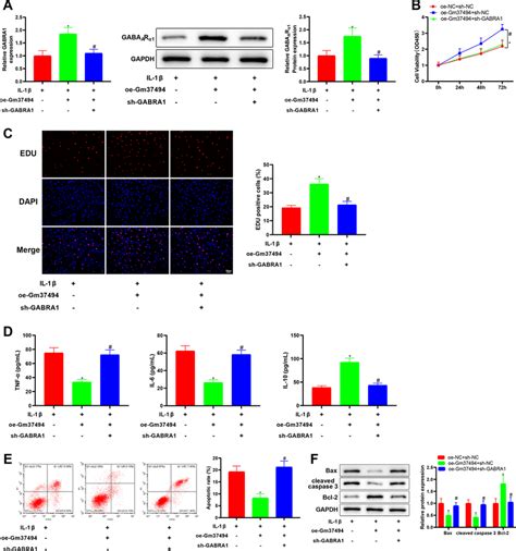 Gm37494 relieves IL 1β induced chondrocyte damage by increasing GABRA1