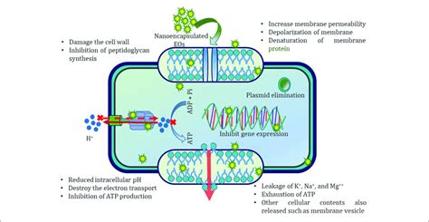 Schematic Representation Of Possible Antibacterial Mechanisms Of