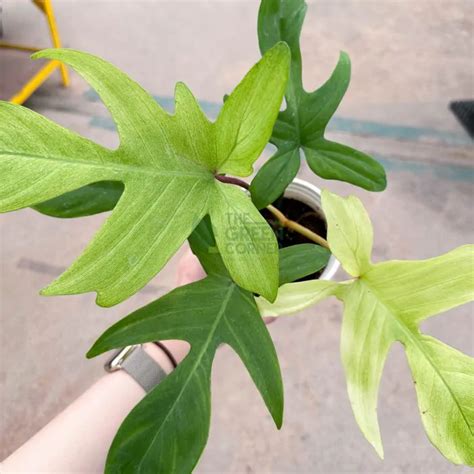 Philodendron Florida Ghost Mint The Green Corner