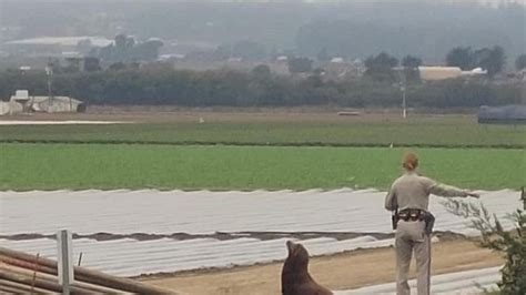 California Highway Patrol Animal Rescue Team Work To Get Sea Lion Off