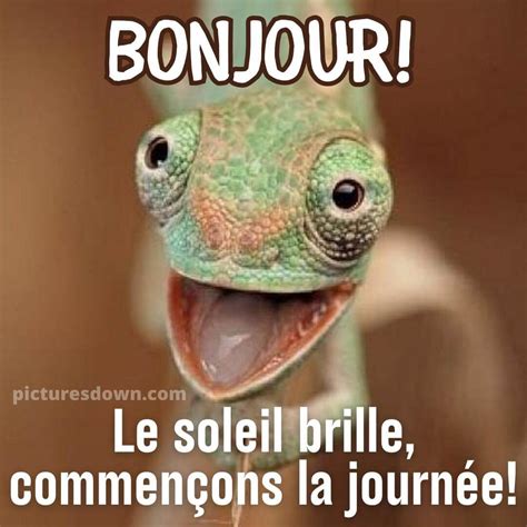 Bonjour Humour Image L Zard Picturesdown