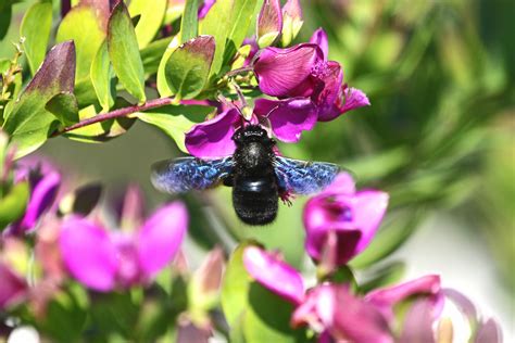 Carpenter Bees Pest Control