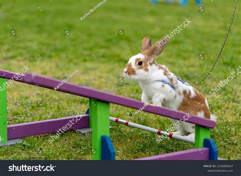 Adorable Rabbit Bunny Jumping Over Obstacles Stock Photo 2150281627 ...