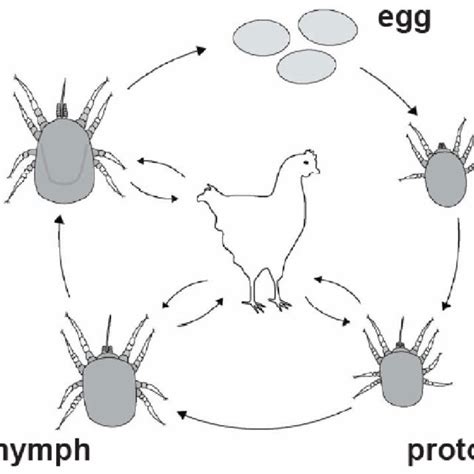 Life Cycle Of Dermanyssus Gallinae © V Maurer Fibl Download Scientific Diagram