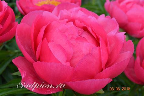 пион Цитерия/Cytherea