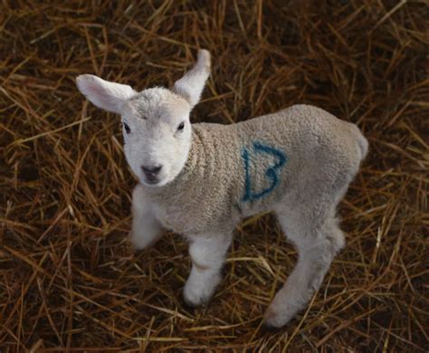 The Cute Pictures Of Gloucestershires First Newborn Lambs Of 2019