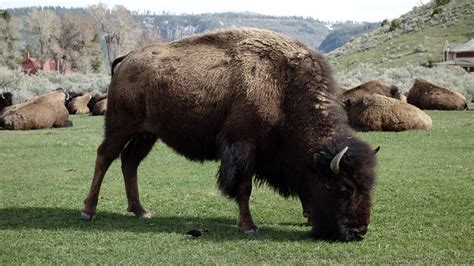 Buffalo Bison Yellowstone National - Free photo on Pixabay