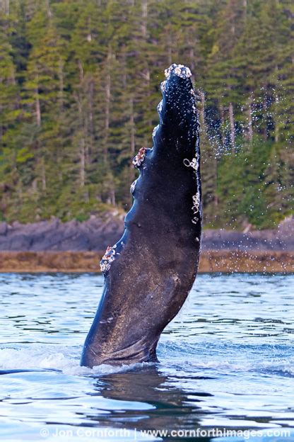 Humpback Whale Pectoral Fin 4 Photo Picture Print Cornforth Images