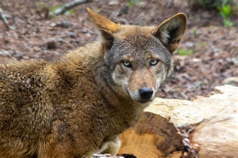 Red Wolves - Carolina Tiger Rescue