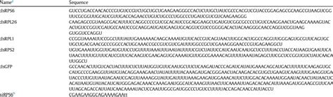 dsRNA and siRNA sequences. | Download Table