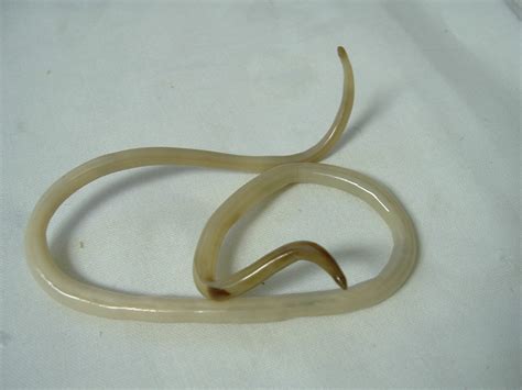 Ejemplar Adulto De Ascaris Lumbricoides