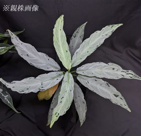 Yahoo Aglaonema Pictum From Aceh Sumatera