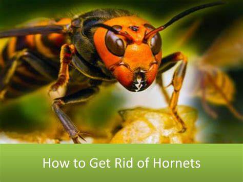 How to Get Rid of Hornets by Urbanwildlifecontrol - Issuu