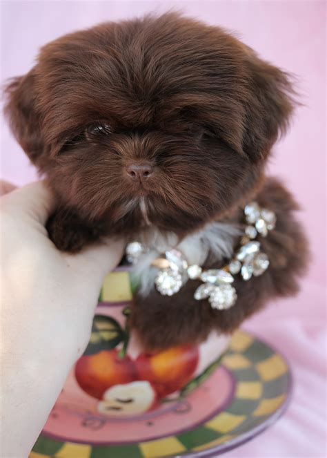 13 fotos de filhotes de Shih Tzu que vão derreter seu coração