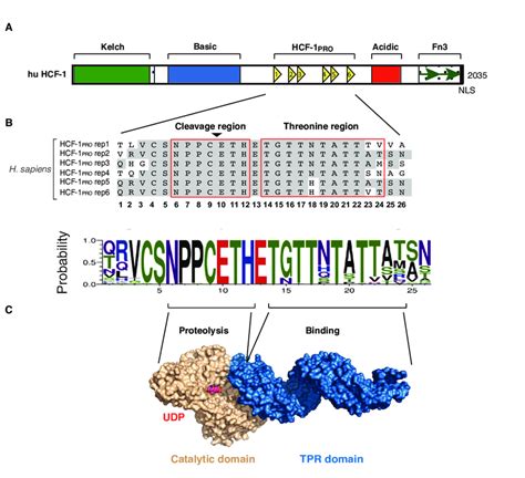 The Hcf 1 Pro Repeats And The Proposed Bipartite Interaction With Ogt Download Scientific