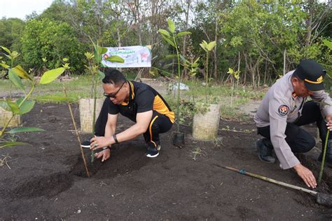 Perbaiki Iklim Polisi Di Banyuwangi Tanam Pohon Bibit Mangrove