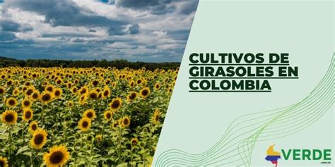 Como Cultivar Una Cebolla Cabezona Colombia Verde