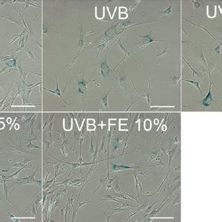 Effects Of Fe On Sa Gal Staining And Morphology Of Human Skin