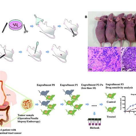 Establishment And Application Of Patient Derived Xenografts Pdxs A