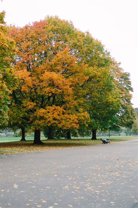 London Photo Essays: Autumn in Hyde Park - York Avenue